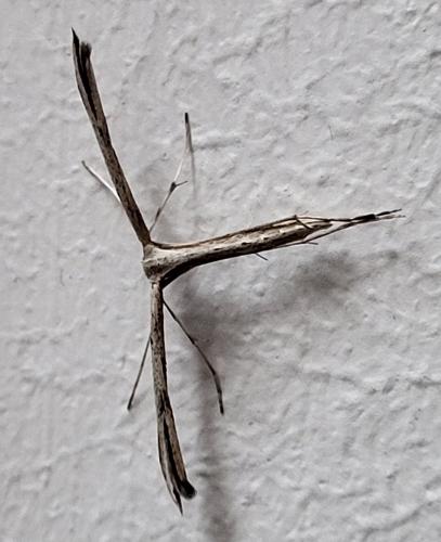Emmelina monodactyla